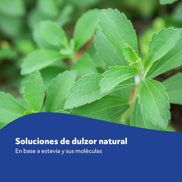 bebidas-sol-dulzor-natural