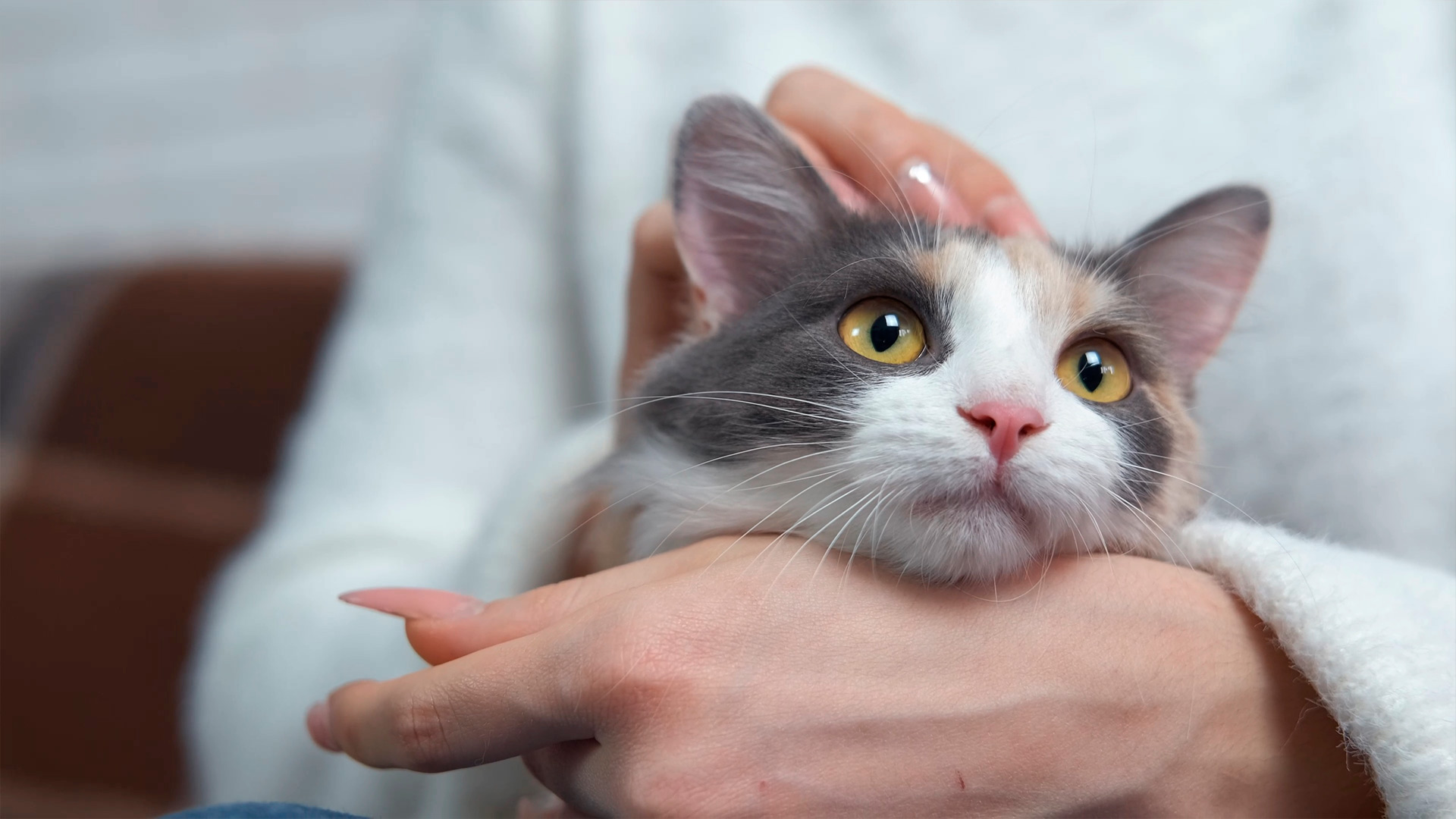 Nuevas Opciones para la Alimentación de Mascotas