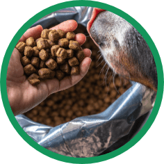 Solution_Pet Food and Animal Nutrition